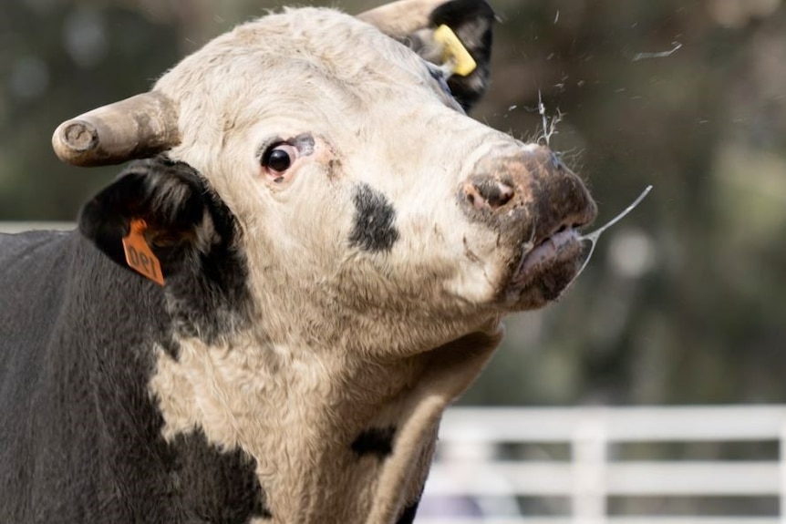 Close-up of a cow's face