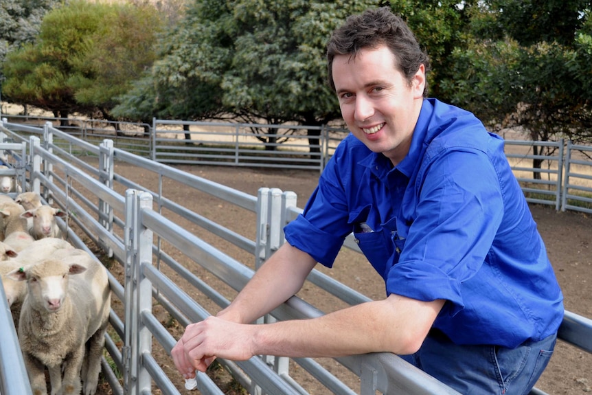 Farmer trying to increase omega-3 in lambs