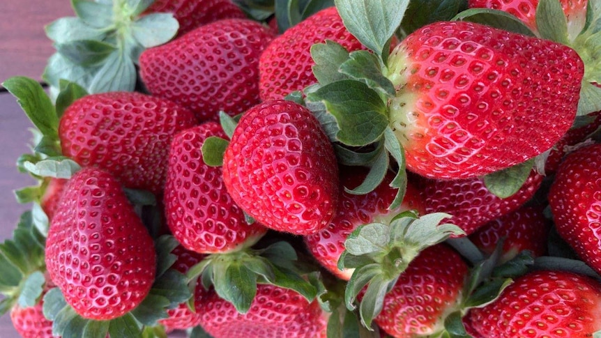 A close-up of strawberries in a punnet.