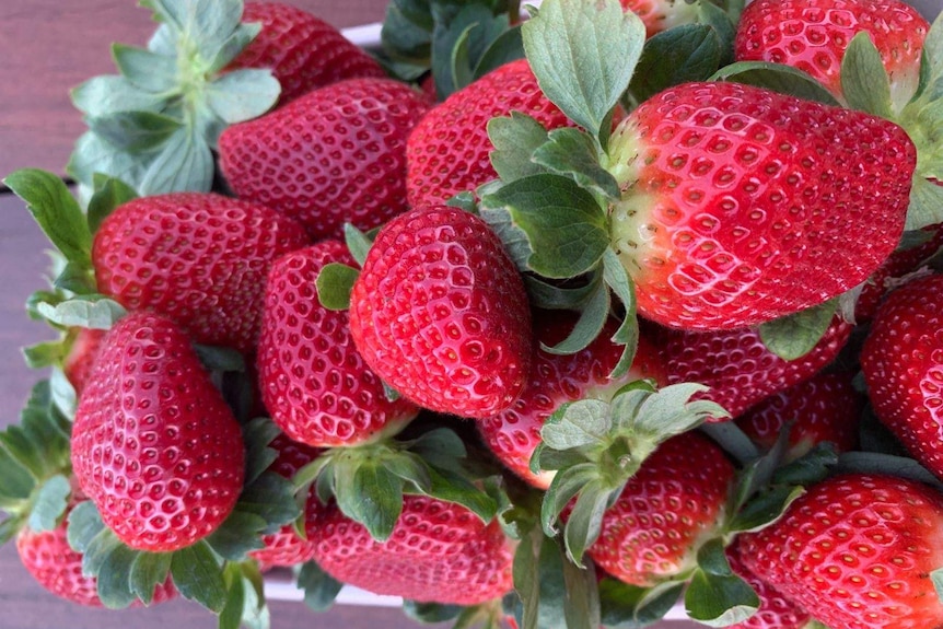 A close-up of strawberries in a punnet.