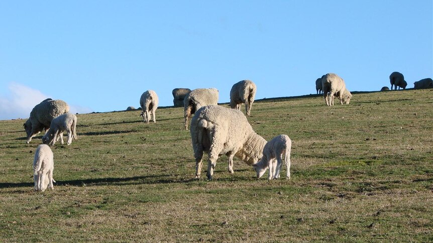 Sheep ewes and lambs in paddock