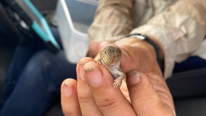 A lizard looking at the camera being held by a hand inside a cramped car. 
