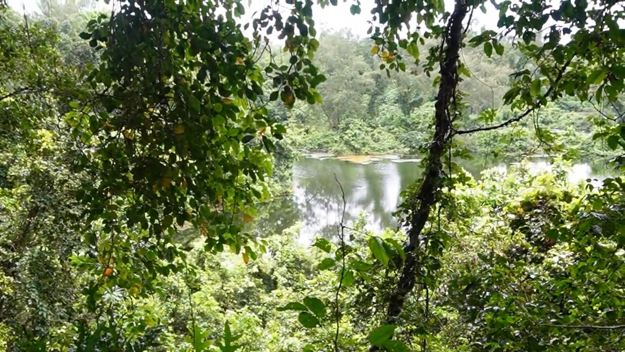 A contaminated pond from phosphate mining viewed through the jungle.
