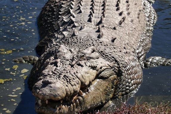A large saltwater crocodile lies in a pond.