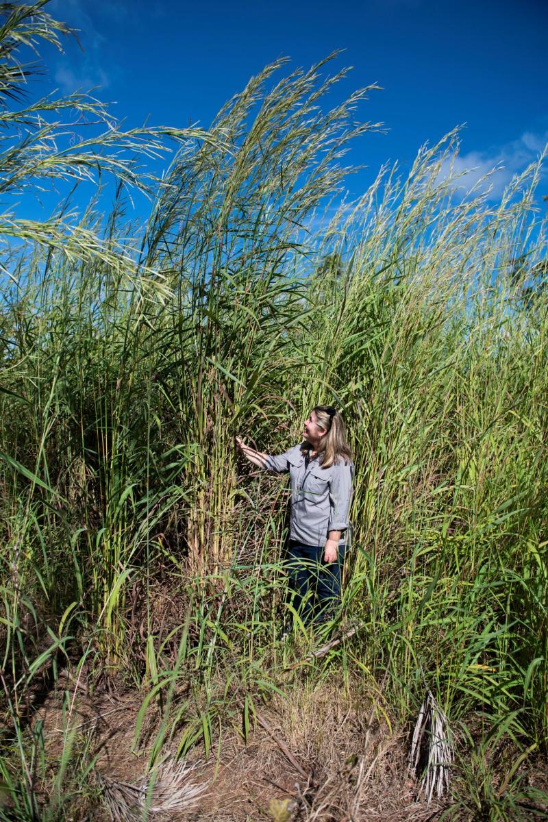 Uma mulher cercada por grama alta estende a mão para tocar um pouco dela.