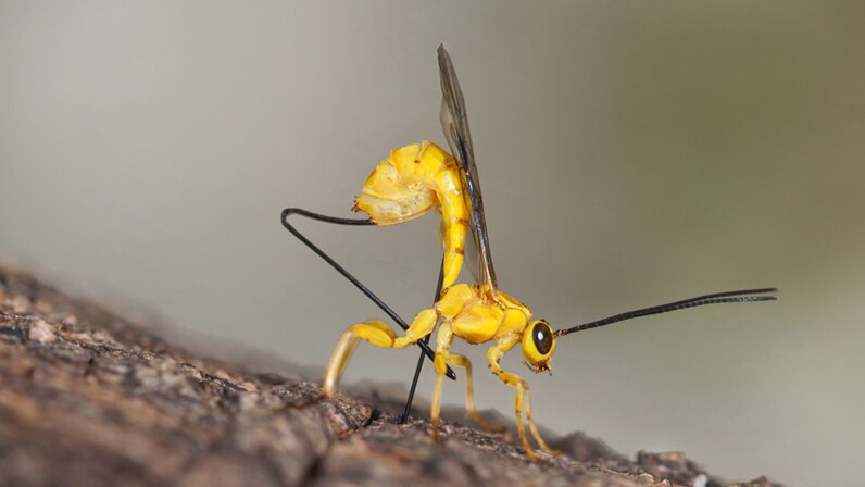 Ichneumon Parasitic Wasp