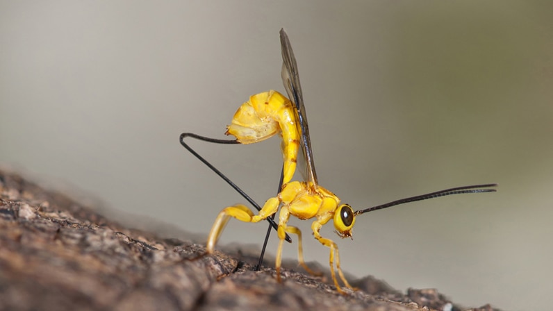 Ichneumon Parasitic Wasp