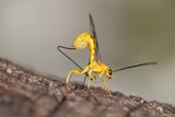 Ichneumon Parasitic Wasp