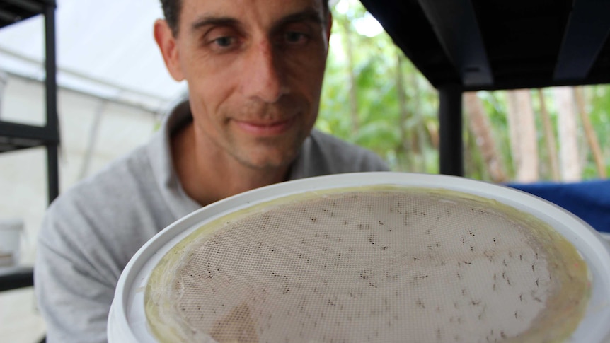 Herve Bossin holding a tub full of sterilised male mosquitoes on the island of Onetahi.