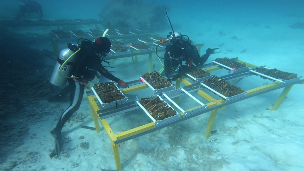 Scientific challenges in Australia’s tropical north