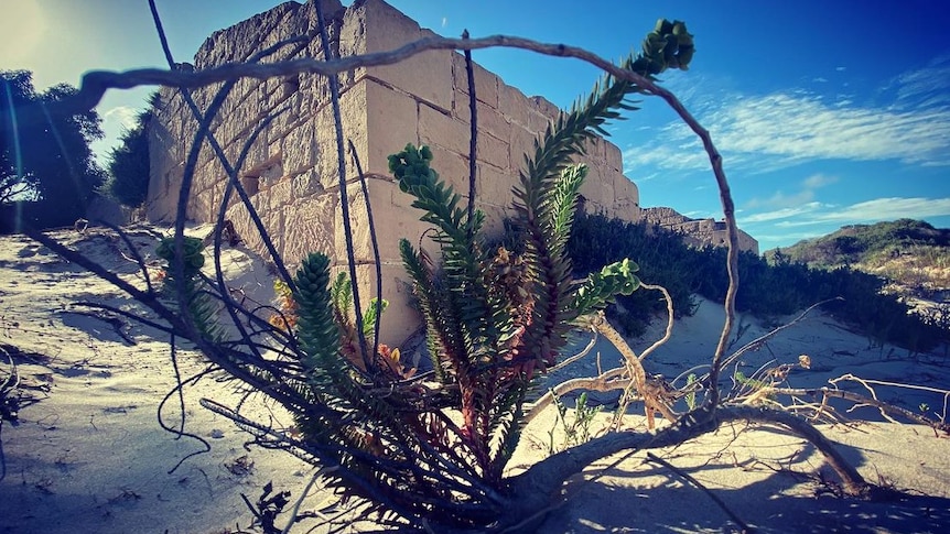 A plant close-up with the blue sky and building in background