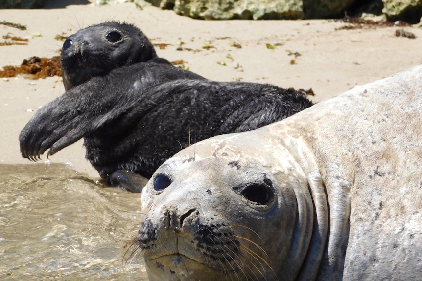 Elephant seal and pup