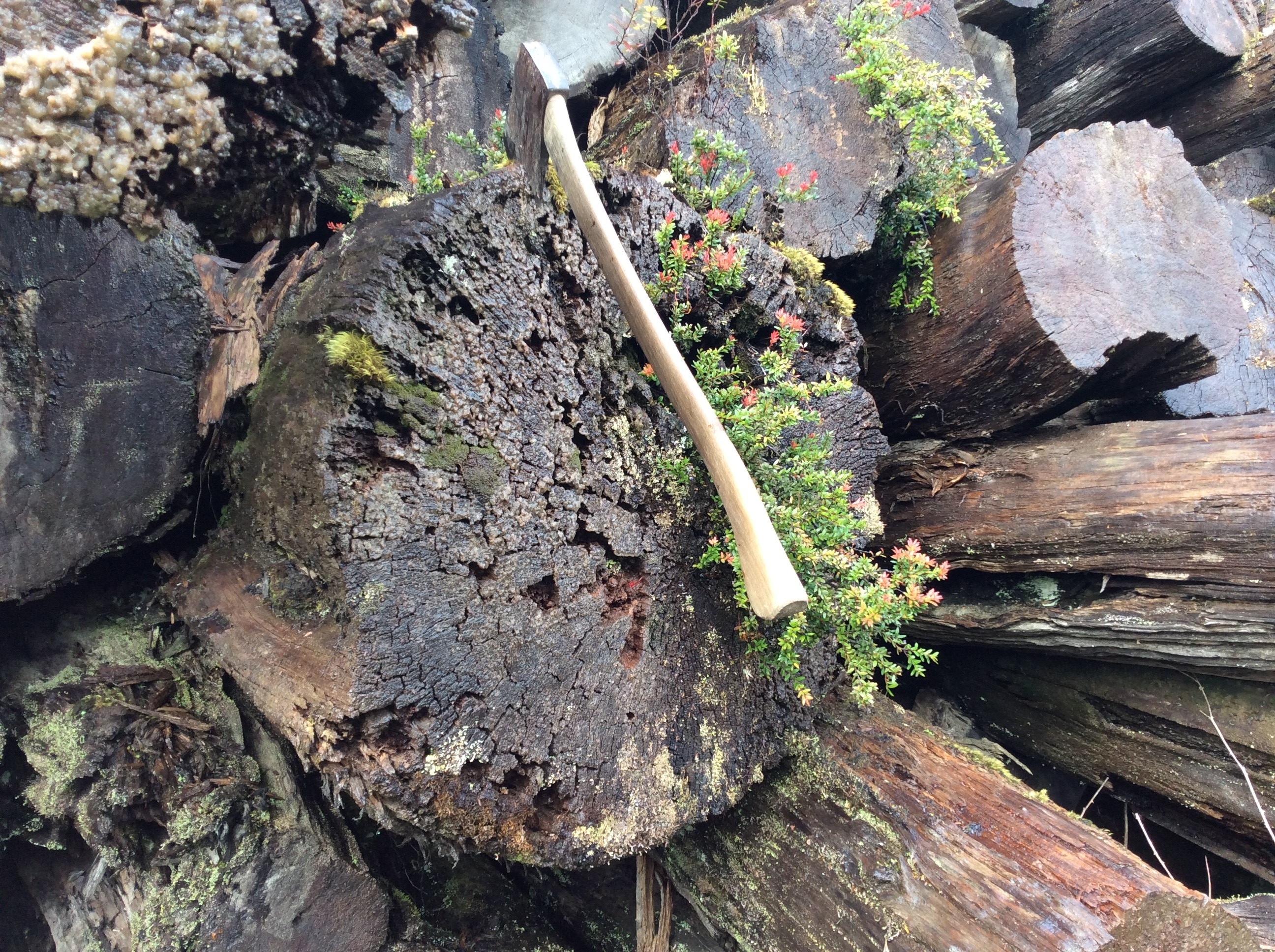 Large tree stumps with an axe on top.