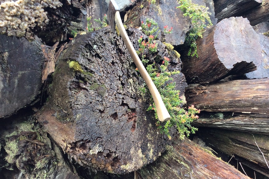 Large tree stumps with an axe on top.