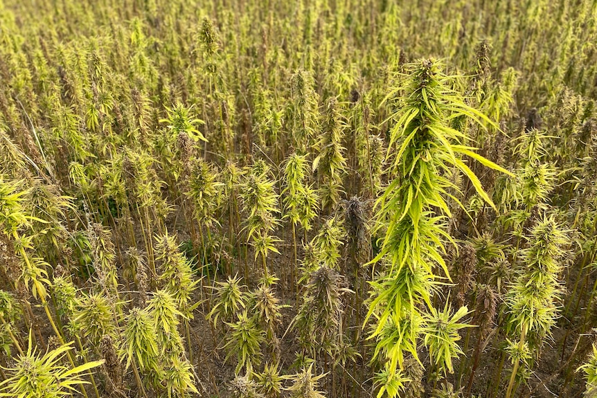 A sprawling field of bright green hemp