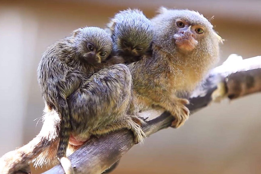 Pygmy marmosets