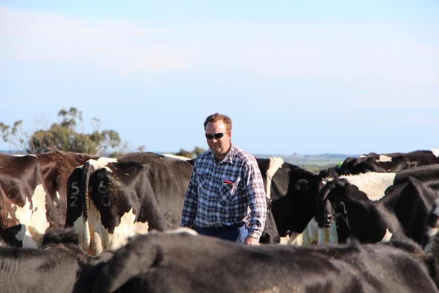 In a blue checked flannelette shirt, dairy farmer Nicholas Reynard walks among his black and white cows beneath a clear blue sky