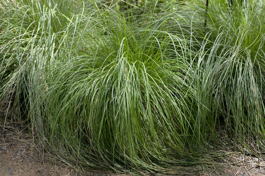 Long green native grasses.