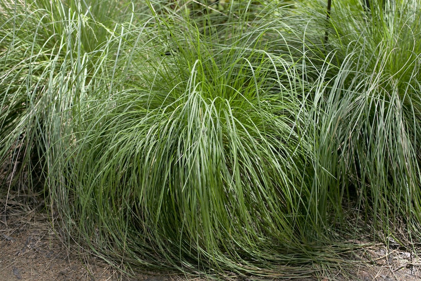 Long green native grasses.