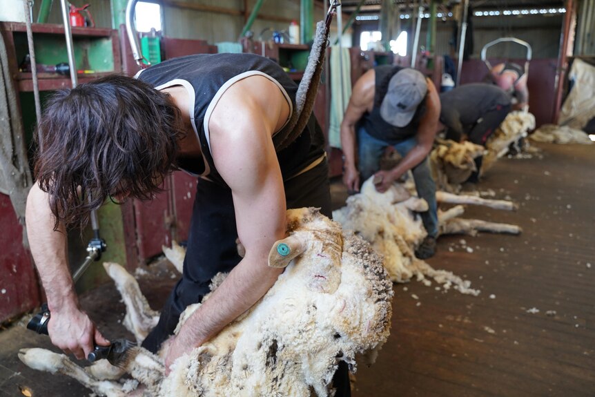 A row of men shearing sheep.