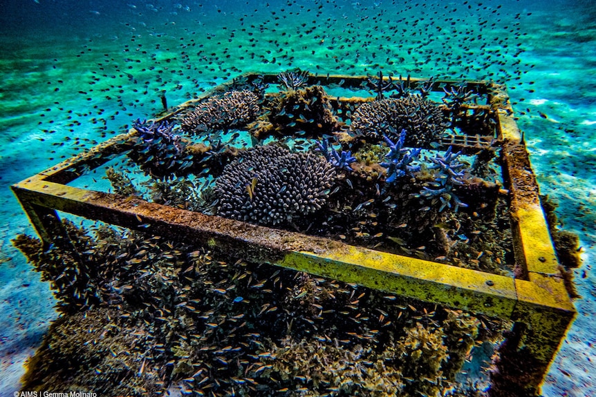 Small fishes swim through a patch reef (a steel contraption covered with vibrant corals) in Ningaloo Reef.