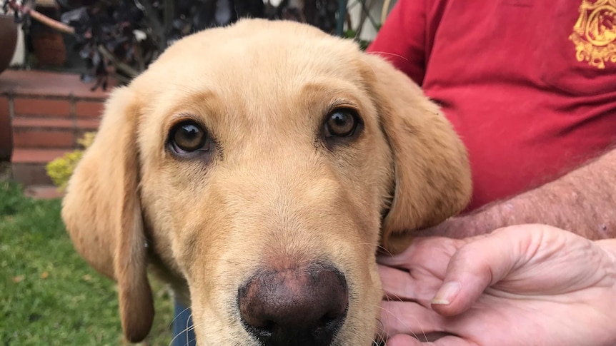 Meet the retirees who have raised 18 guide dog puppies