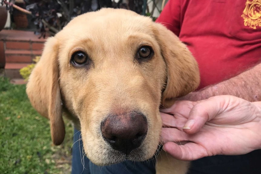 A puppy Labrador looks straight into the camera.