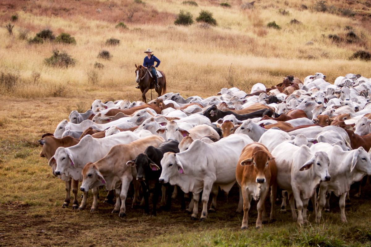 a woman on a horse with cattle in the foreground.