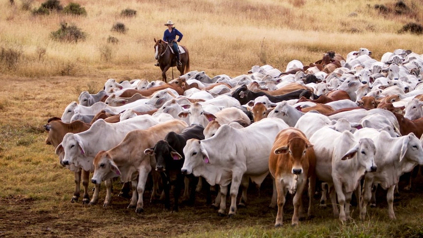 A woman on a horse with cattle in the foreground.