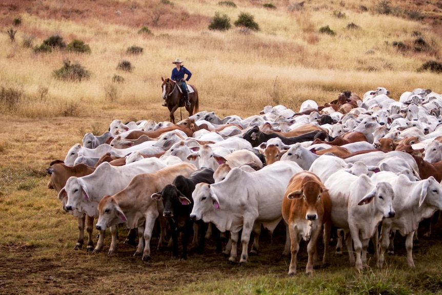 a woman on a horse with cattle in the foreground.