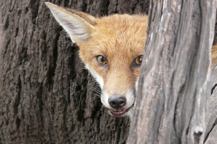 fox peers from behind tree