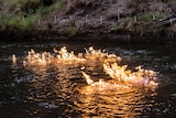 Condamine River on fire