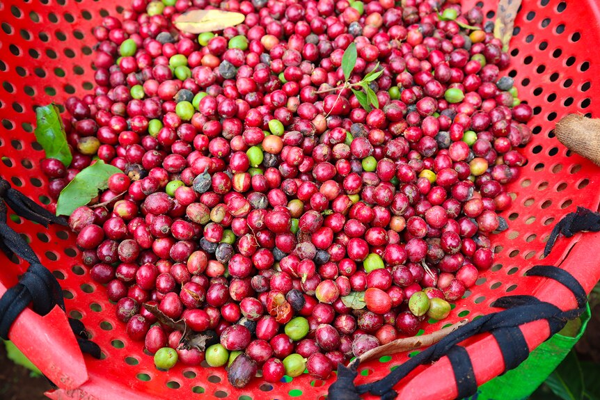 Basket filled with pink, raw harvested coffee.