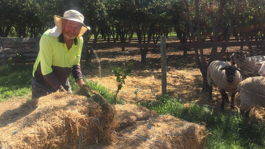 Man in hat working in orchard with sheep and hay