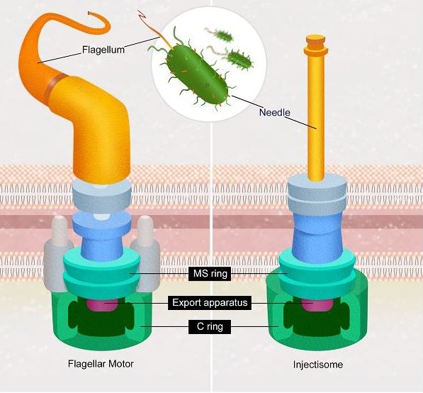 This diagram shows the similar components between a flagellar motor and an injectisone 'needle'