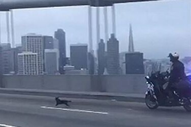 Chihuahua runs across Bay Bridge