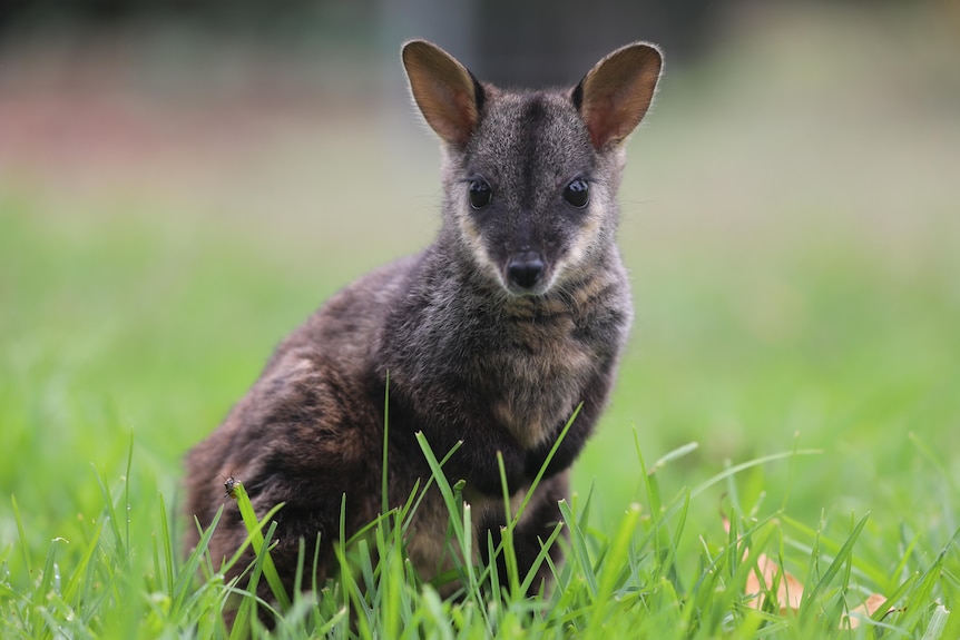 a wallaby in a paddock