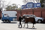 Races cancelled: A horse is led to its float after the Moonee Valley meet was cancelled on Saturday