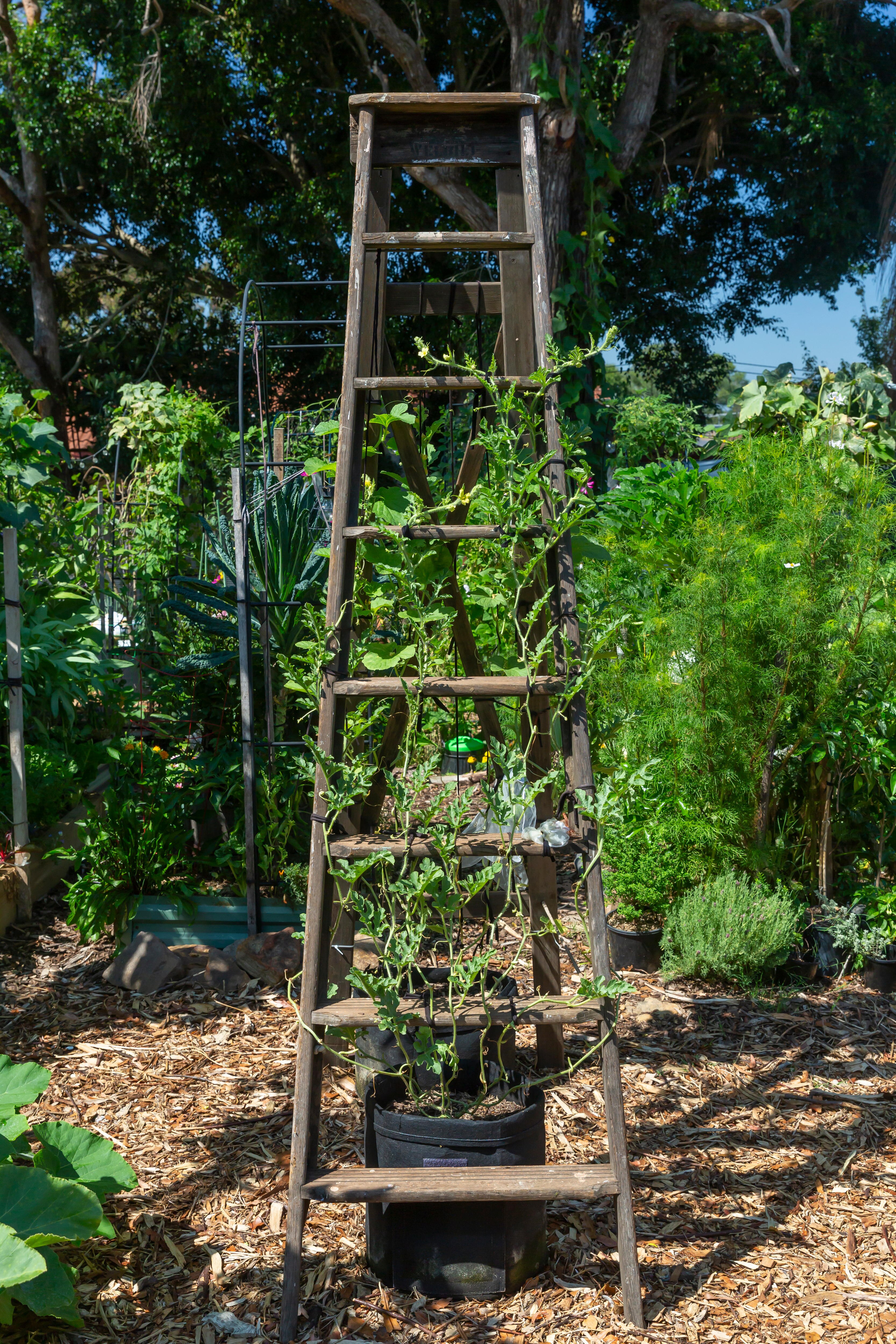 A wooden ladder stands in a garden bed with green vines growing all over it