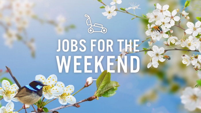 Graphic with cherry blossoms and wren with text 'Jobs for the Weekend'