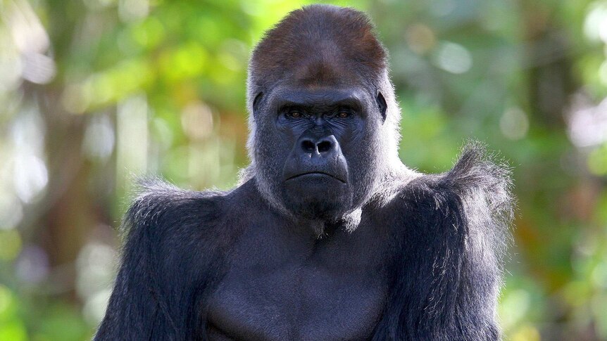 Rigo, the silverback gorilla, died this morning in the Melbourne Zoo.