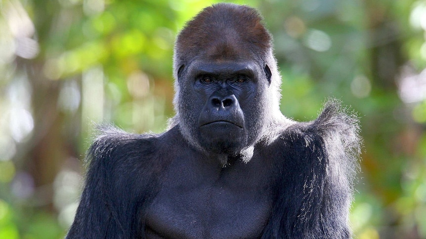 Rigo, the silverback gorilla, died this morning in the Melbourne Zoo.