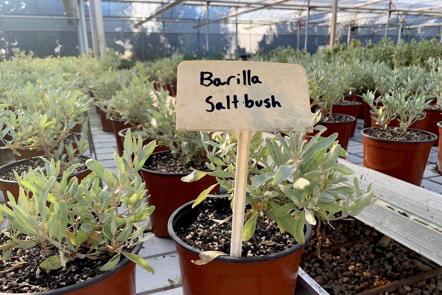 Barilla Saltbush growing in the greenhouse at Pocket Herbs.