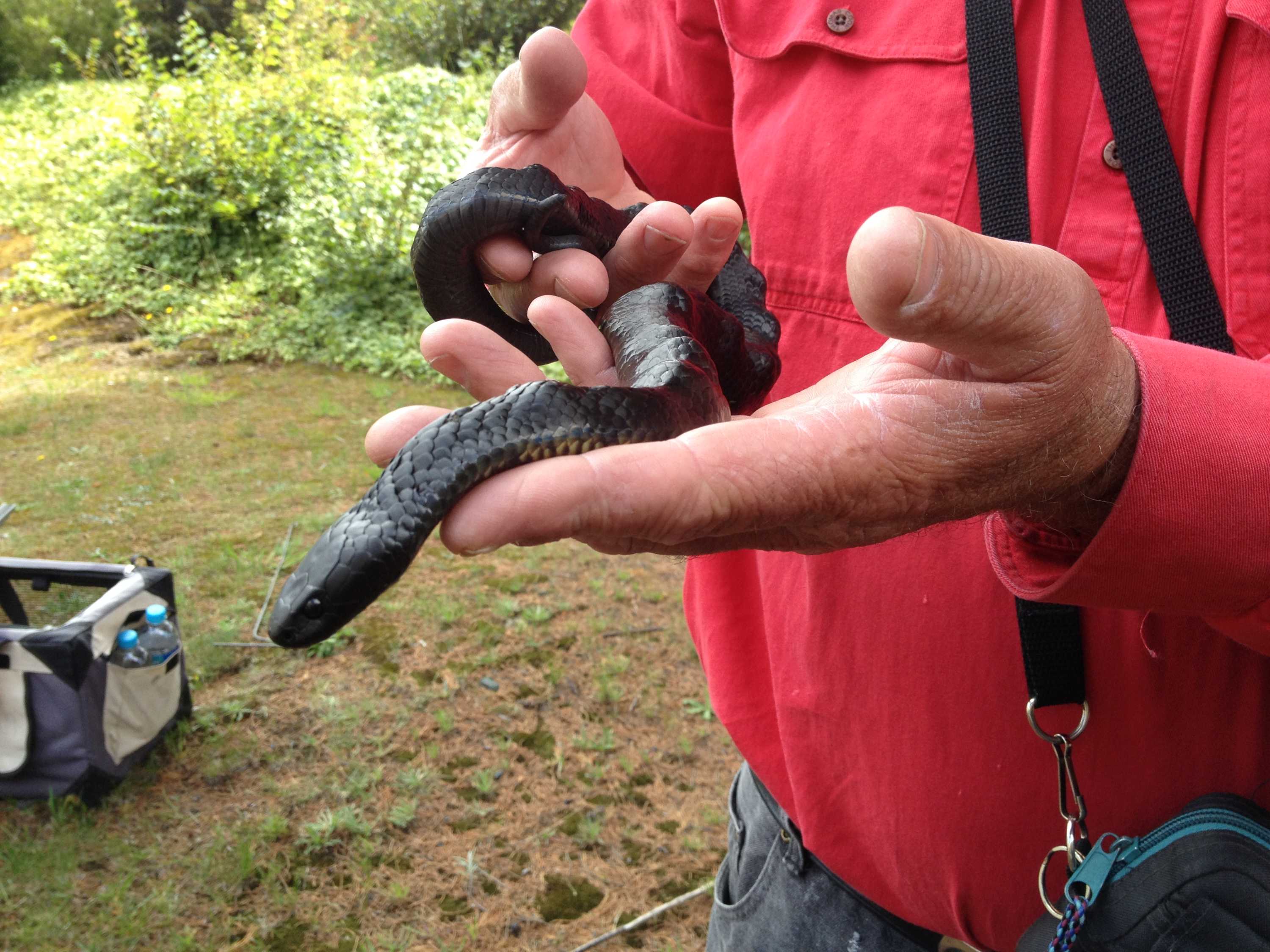 'Lumpy' snake Rocky stolen from reptile handler's home in Tasmania ...