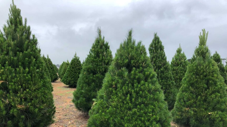Monterey pines, or Christmas trees, stand ready for harvest at a farm near Colac.