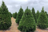 Monterey pines, or Christmas trees, stand ready for harvest at a farm near Colac.
