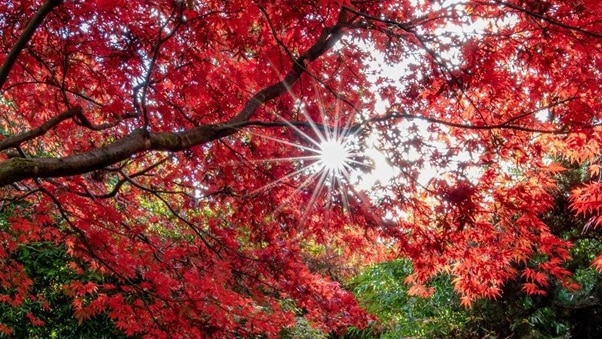 A picture of red leaves with the sun peeking through.