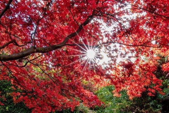 A picture of red leaves with the sun peeking through.