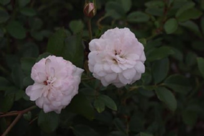 Two small white rose buds in full bloom