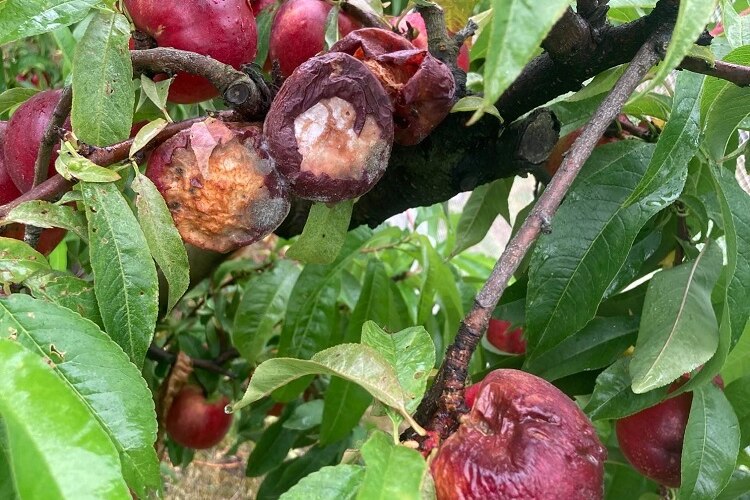 Brown rot affecting fruit on trees in Victoria.